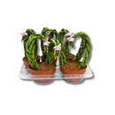 Sansevieria Trançada Coração Planta Natural Decorativa Casa