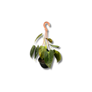 Planta Ornamental Melano Clisio Pendente 30cm Sala Decoração