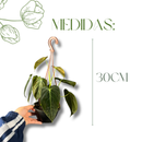 Planta Ornamental Melano Clisio Pendente 30cm Sala Decoração