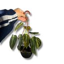 Planta Ornamental Melano Clisio Pendente 30cm Sala Decoração