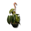Planta Ornamental Melano Clisio Pendente 30cm Sala Decoração