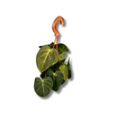Planta Ornamental Melano Clisio Pendente 30cm Sala Decoração