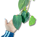 Planta Ornamental Melano Clisio Pendente 30cm Sala Decoração