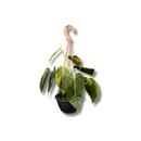 Planta Ornamental Melano Clisio Pendente 30cm Sala Decoração