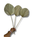 Kit 3 Mini Folha De Palmeira Latania Leque Redonda Desidratada Seca