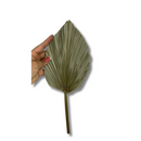 1 Mini Folha De Palmeira Latania Leque Pena Desidratada Seca
