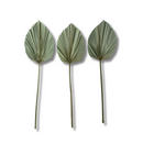 1 Mini Folha De Palmeira Latania Leque Pena Desidratada Seca