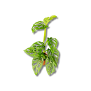 1 Mini Costela-de-eva Adansonii Obliqua Folha Furada Pote 11