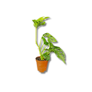 1 Mini Costela-de-eva Adansonii Obliqua Folha Furada Pote 11