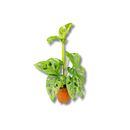 1 Mini Costela-de-eva Adansonii Obliqua Folha Furada Pote 11