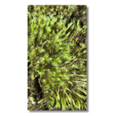 Musgo Estrela Estrelinha Verde Fofão Vivo Para Arranjo Decoração