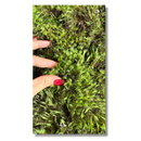 Musgo Estrela Estrelinha Verde Fofão Vivo Para Arranjo Decoração