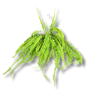 1 Planta Samambaia Hillis Nephrolepis exaltata Cuia 21 - 60Cm