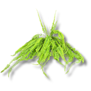 Samambaia Hillis De Cacho- Nephrolepis exaltata - Cuia 32