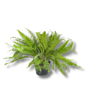 1 Samambaia Rabo De Pavão Rara Gigante Verdadeira Premium Verde