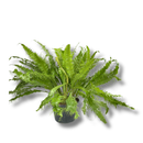 1 Samambaia Rabo De Pavão Rara Gigante Verdadeira Premium Verde