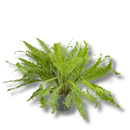 1 Samambaia Rabo De Pavão Rara Gigante Verdadeira Premium Verde