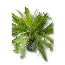 1 Samambaia Rabo De Pavão Rara Gigante Verdadeira Premium Verde