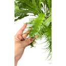 1 Samambaia Rabo De Pavão Rara Gigante Verdadeira Premium Verde