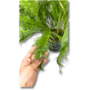 1 Samambaia Rabo De Pavão Rara Gigante Verdadeira Premium Verde