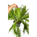 1 Samambaia Rabo De Pavão Rara Gigante Verdadeira Premium Verde