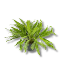 1 Samambaia Rabo De Pavão Rara Gigante Verdadeira Premium Verde