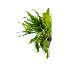 1 Samambaia Rabo De Pavão Rara Gigante Verdadeira Premium Verde