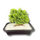 1 Planta Bonsai Anã Árvore Japonesa Bonzai Bon Sai