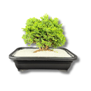 1 Planta Bonsai Anã Árvore Japonesa Bonzai Bon Sai