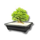 1 Planta Bonsai Anã Árvore Japonesa Bonzai Bon Sai