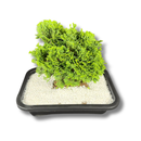 1 Planta Bonsai Anã Árvore Japonesa Bonzai Bon Sai