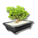 1 Planta Bonsai Anã Árvore Japonesa Bonzai Bon Sai
