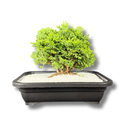 1 Planta Bonsai Anã Árvore Japonesa Bonzai Bon Sai
