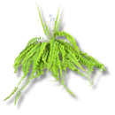 1 Planta Samambaia Hillis Nephrolepis exaltata Cuia 21 - 60Cm