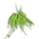 1 Planta Samambaia Hillis Nephrolepis exaltata Cuia 21 - 60Cm