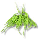 Samambaia Hillis De Cacho- Nephrolepis exaltata - Cuia 32