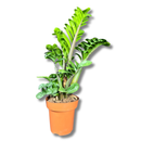 1 Planta Zamioculca Zenzi Verde Zamio Zaza Verde