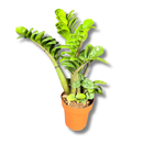1 Planta Zamioculca Zenzi Verde Zamio Zaza Verde