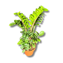 1 Planta Zamioculca Zenzi Verde Zamio Zaza Verde
