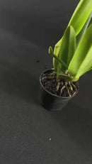 Muda De Orquídea Branca Ou Laranja Planta Ornamental Chique