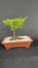Bonsai Prateado Natural Planta Ornamental Em Vaso Decorativo