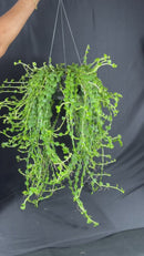 Planta Tostão Esmeralda Pendente Cuia 21 Natural Grande Para Decoração Interna e Externa