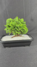 1 Planta Bonsai Anã Árvore Japonesa Bonzai Bon Sai