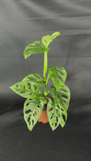 1 Mini Costela-de-eva Adansonii Obliqua Folha Furada Pote 11