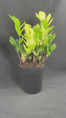 1 Planta Zamioculca Camaleão Variegata Zamio Zaza Pote17