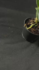 Muda De Orquídea Branca Ou Laranja Planta Ornamental Chique