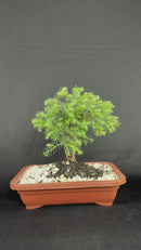 Bonsai Zimbro Natural Planta Ornamental Decoração Pedrinhas
