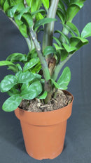 1 Planta Zamioculca Zenzi Verde Zamio Zaza Verde