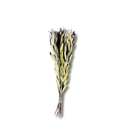 Protea Safari Natural Desidratada Arranjo Luxo Com 1 Haste