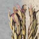 Buque Protea Safari Natural Desidratada 5 Haste Flor Seca Natural para Decoração